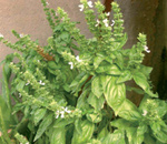 Busuioc