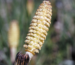Coada calului