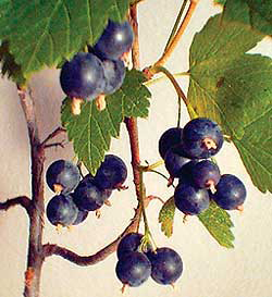 Coacaze, fructe