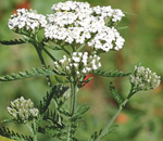 Coada soricelului