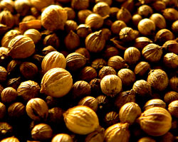 Coriandru
