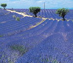 Cultura de lavanda
