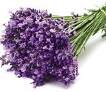 Levantica, lavanda
