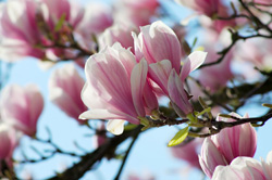 magnolie