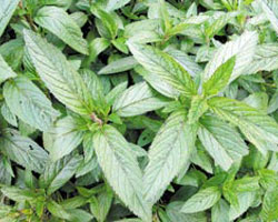 Menta