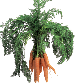 Morcov, legume