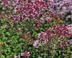 Oregano