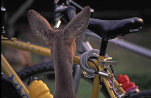 Caprioara si bicicleta