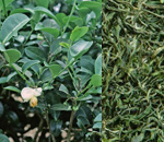 Ceai verde