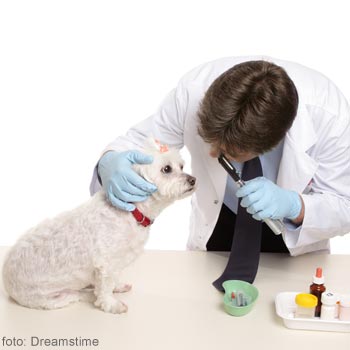 medicul veterinar