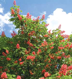 arbori in gradina ta