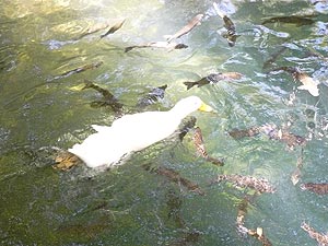 in parcul cascadei Kursunlu
