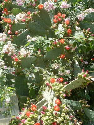 un minunat cactus urias in Olympos