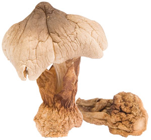 ciuperca, Maitake