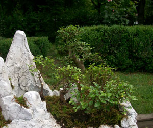 Bonsai, expozitie