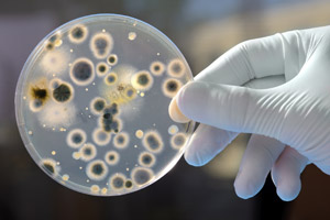 bacterii
