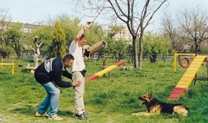 Caine, dresaj