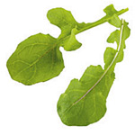Laptuca romana
