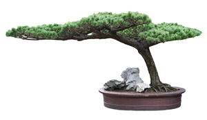 Bonsai