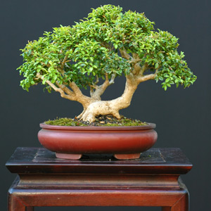 Bonsai