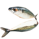 Macrou