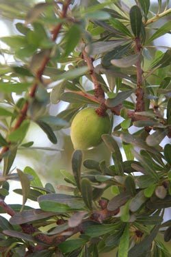 Secretele unei pieli frumoase, dezvaluite de natura