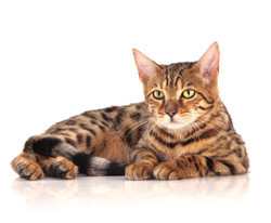 Purina ONE – sanatate vizibila pentru pisica ta
