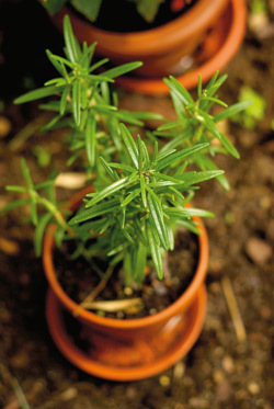 plante medicinale si aromatice