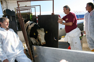 „Milk for orphans