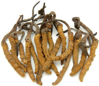 Cordyceps sinensis