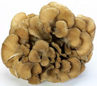 Maitake