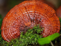Reishi