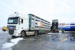 Un nou transport de vaci din Irlanda
