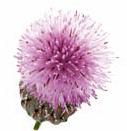 brusture