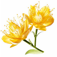 Jojoba