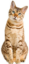 Pisica