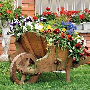 Flori, gradina