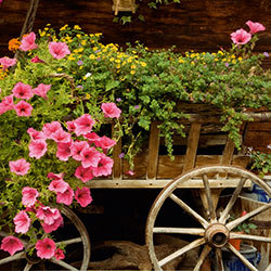 Gradina, flori