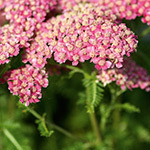 COADA SORICELULUI