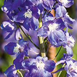 DELPHINIUM (NEMTISORUL)