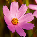 FLOAREA DE COSMOS