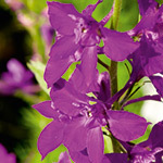 LARKSPUR