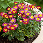 MARGUERITES