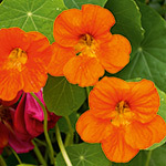 NASTURTIUM