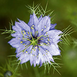 NIGELLA