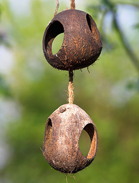 Nuci de cocos