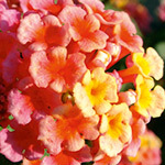 VERBENA