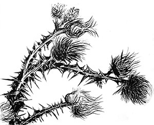 Visul ciulinului
