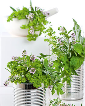 plante aromatice