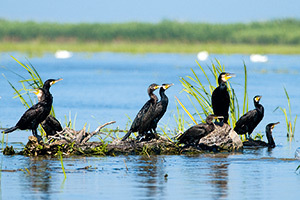 Delta Dunarii, cormorani